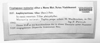 Amphiporthe tiliae image